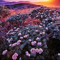 Wildflower dawn