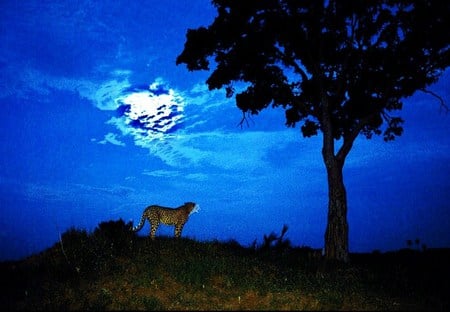 Cheetah moon - cheetah, moon, blue, grass, night, tree