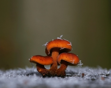 Winter Red Shrooms - fungus, nature, ice, mushroom, red