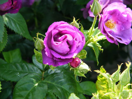 Purple Rose - rose, purple, buds, leaves