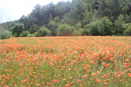 Camp de roselles - flowers, nature