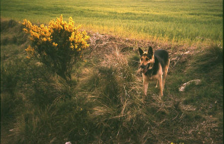 Jack al camp - dogs, animals