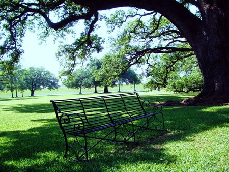 Neath the branches - shade, empty, park, green, tree, bench, grass