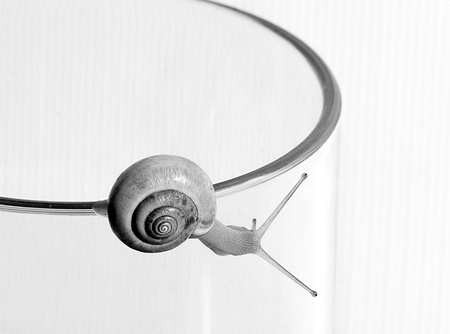 Snail - animal, round, snail, grey