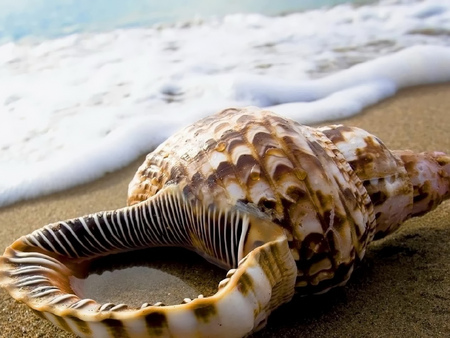 Seashell - landscape, ocean, beach