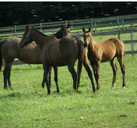 field of brown horses - hoofed animals, field, horses, farm