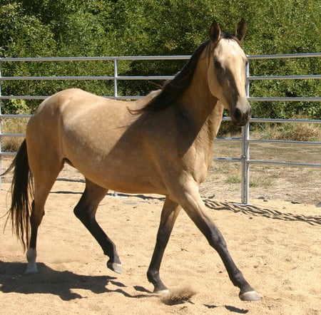 quarter horse - golden, cow horse