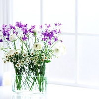 Purple and white delight