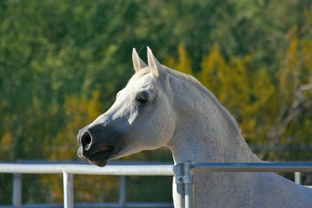 arabian horses head  - animals and arabians, horses