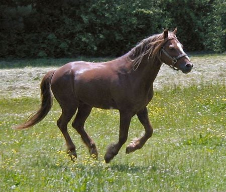 pony canter - pony, liver chestnut, cantering