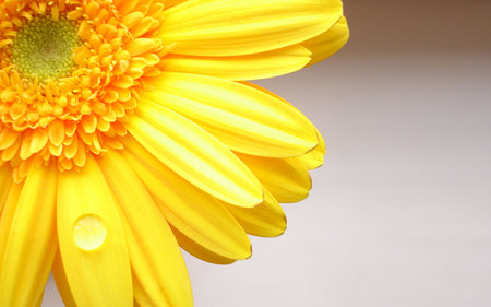 Beautiful Yellow Flower - yellow, flower