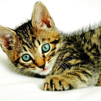  A REAL SWEETY PIE 