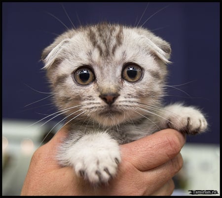 VERY YOUNG KITTY LOOKS SCARED TO DEATH - somewhat, bashful, adorable, scared