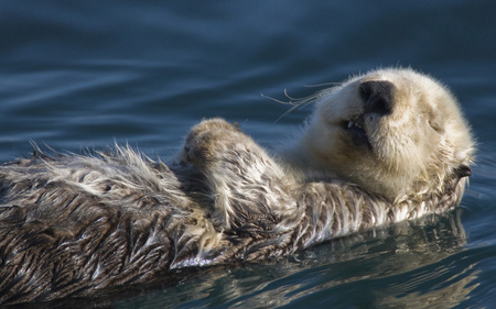 Relax - sea otter, badger, water, summer, relax