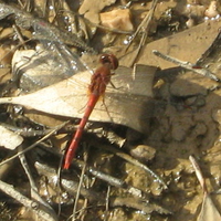 Red Dragonfly resting