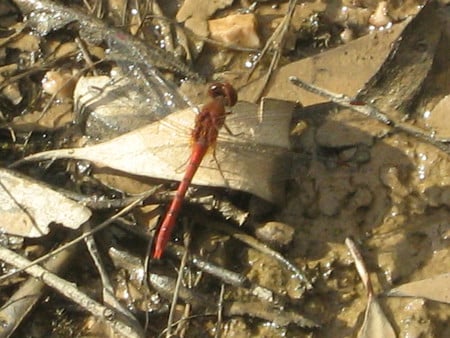 Red Dragonfly resting - insect, transparent wings, dragonfly, red