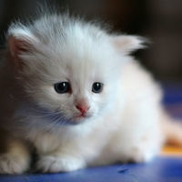 KITTEN WITH PINK EARS