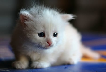 KITTEN WITH PINK EARS