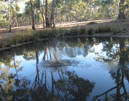 Something lurking - reflections, large ripples, splash, water