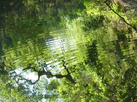 Reflection - hill, freedom, lake, trees, forest, solitude, grass, pond