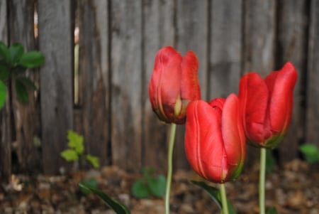 Red Tulips - fence, red, plant, dirt, tulips, stem, ground, flower