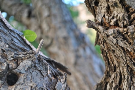 Simply - simply, alive, bark, plants, tree, dreamy, life, leaves