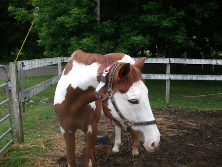 paint horse - horses, paint, gelding