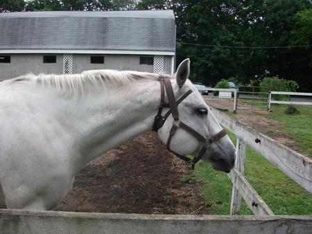 buttons the quarter horse - mare, lesson horse, grey