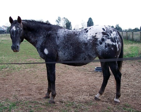 appy pregnant mare - mare, horses