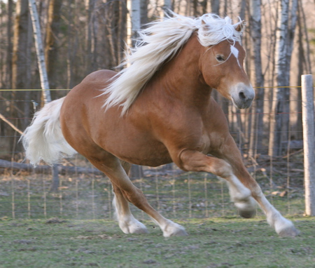 halflinger pony - pony, chestnute