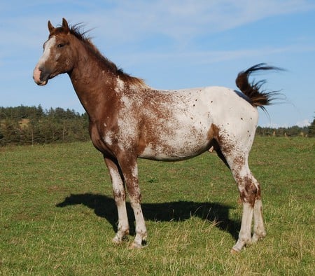 appy horses colt - appy, horse