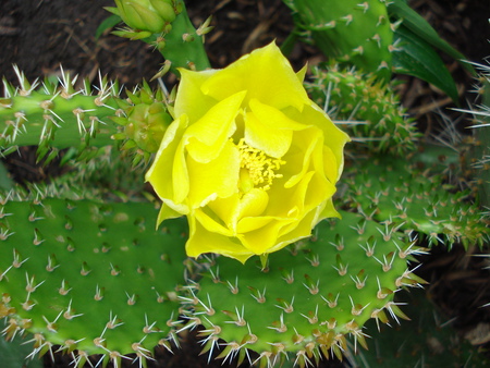 Cactus - nature, cacti, flowers, bloom