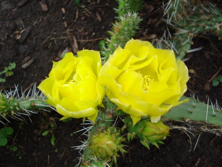 Flowering cactus