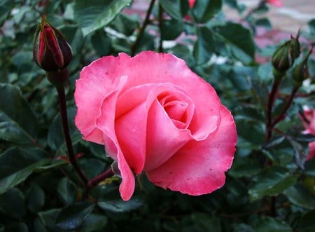 Pink stunner - perfect rose, brilliant, bush, pink