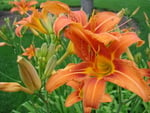 The beauty of lilies