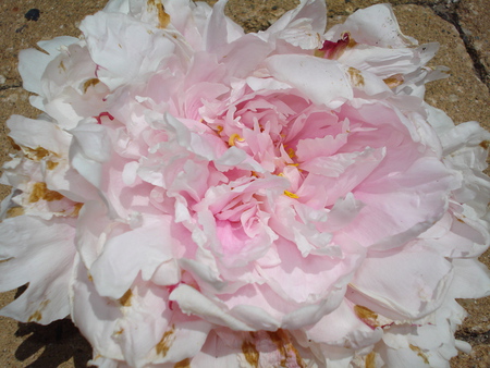 The pink beauty - blooms, nature, peony, flowers