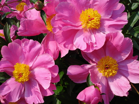 Happy peonies - blooms, nature, peony, flowers