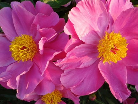 Together forever - blooms, nature, peony, flowers