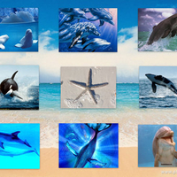 Collage of Dolphins and Whales