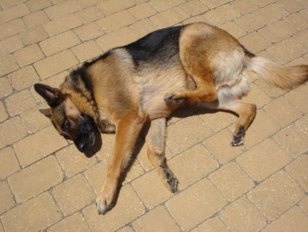 A relaxed dog - animals, dog, german shepherd