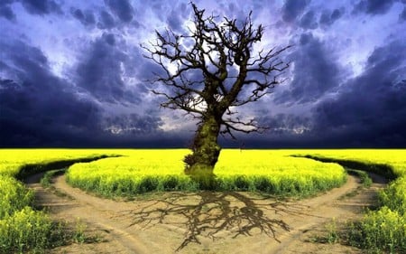 DECISION TIME - sky, blue, tree, field, path