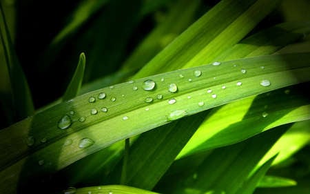 wet leave - plants, force, nature, green