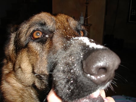 Snowy nose - dog, german shepherd, animals