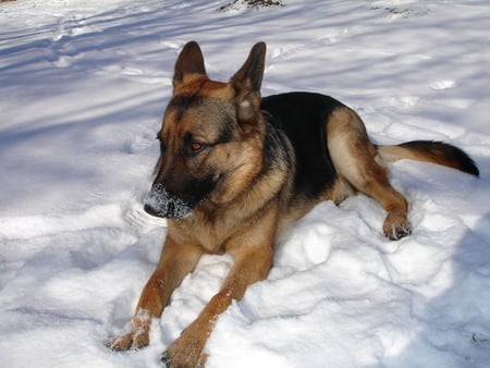 Snow dog - snow, dog, german shepherd, animals