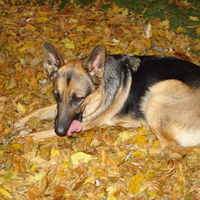 Fall dog