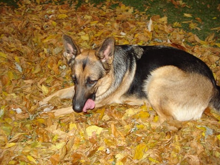 Fall dog - fall, animals, dog, german shepherd