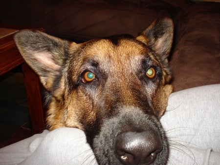 Can you resist this face? - animals, dog, german shepherd