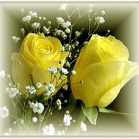 yellow roses babys breath