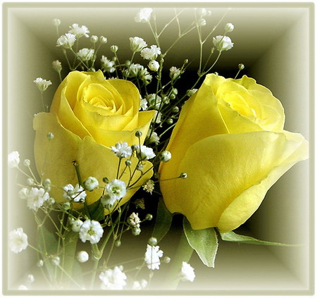 yellow roses babys breath - flowers, roses, nature, yellow, hot, babys breath, scene