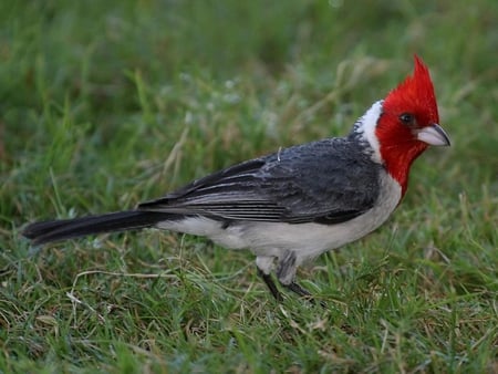 Red Headed Bird - bird, red headed, picture, beautiful